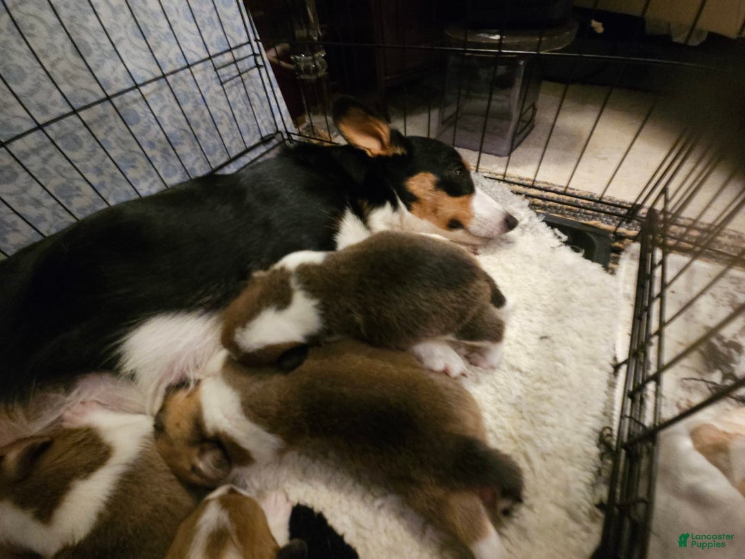 Welsh Corgi Pembroke dogs for sale: Cleopatra - Image 10