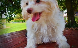 Havapoo dogs for sale: Vanilla - Image 17
