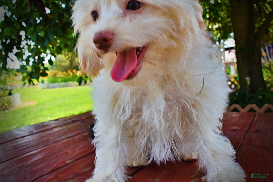 Havapoo dogs for sale: Vanilla - Image 17