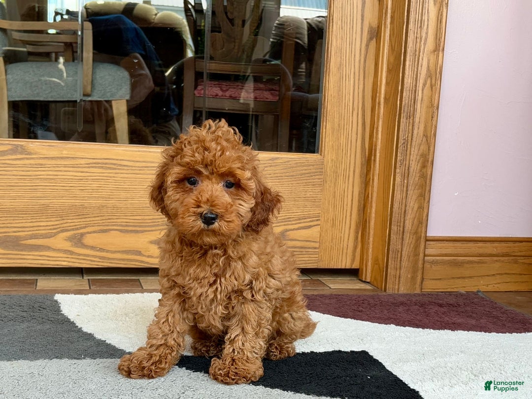 Cockapoo dogs for sale: Curtis - Image 1