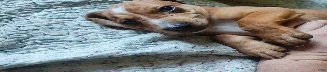 Bruno