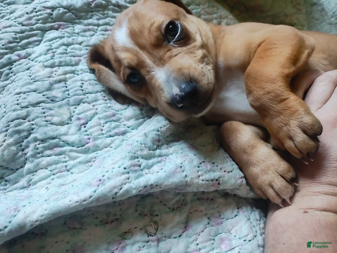 Beagle dogs for sale: Bruno - Image 3