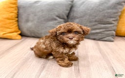 Yorkiepoo dogs for sale: Zack - Image 4
