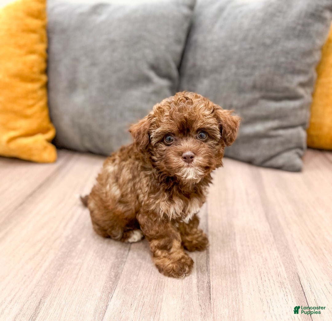 Yorkiepoo dogs for sale: Zack - Image 4