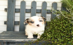 Welsh Corgi Pembroke dogs for sale: Jasmine - Image 1