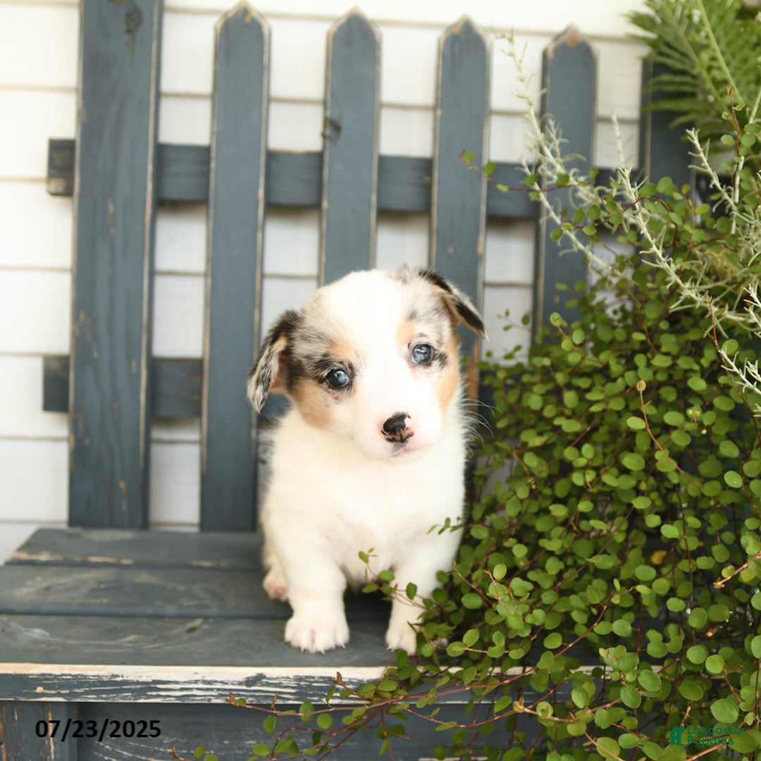 Welsh Corgi Pembroke dogs for sale: Jasmine - Image 1
