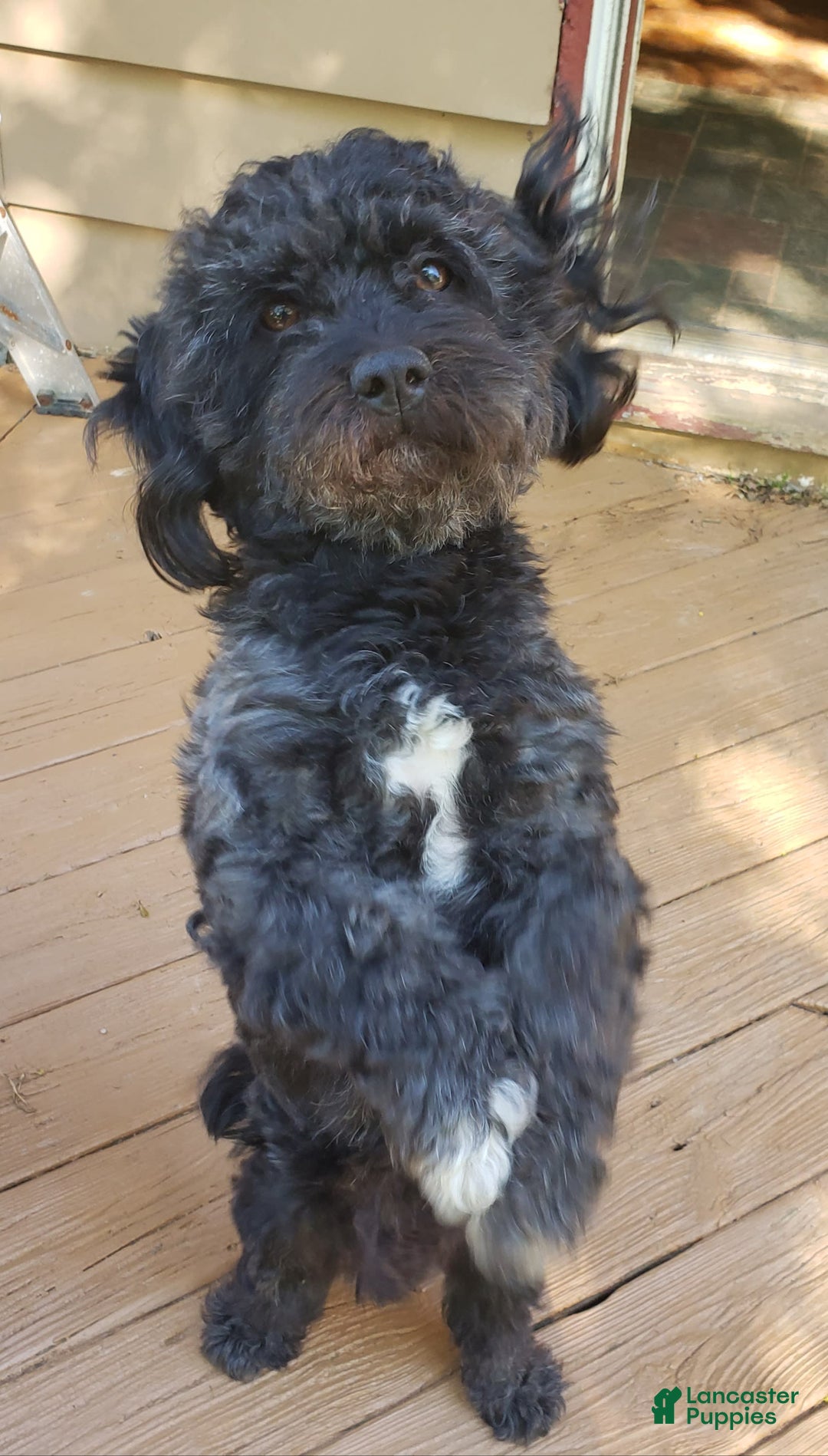 Havanese dogs for sale: Beau Riley - Image 2
