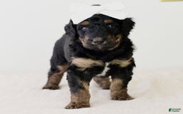 Bernedoodle dogs for sale: Hershey-medium - Image 1