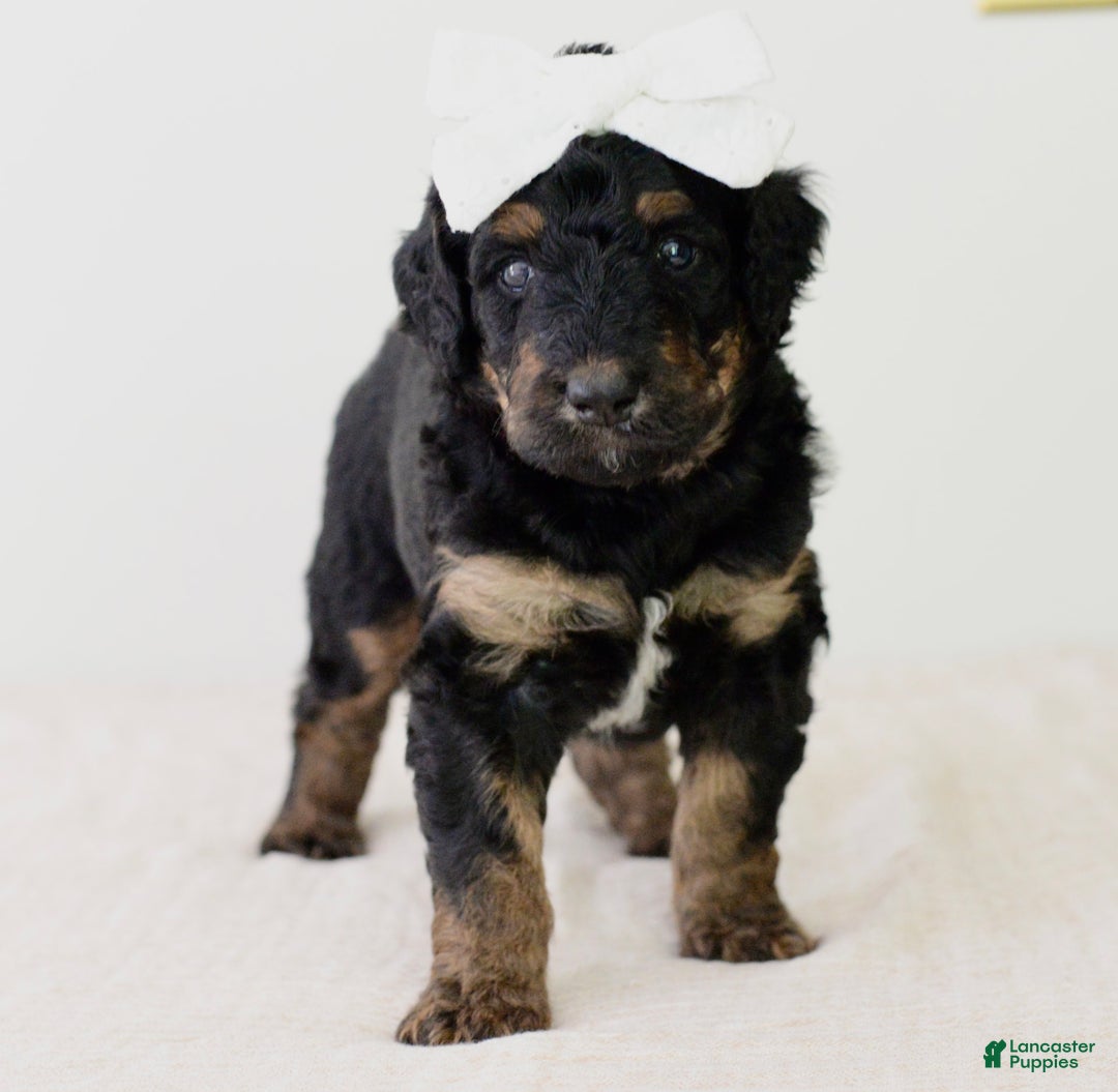 Bernedoodle dogs for sale: Hershey-medium - Image 1