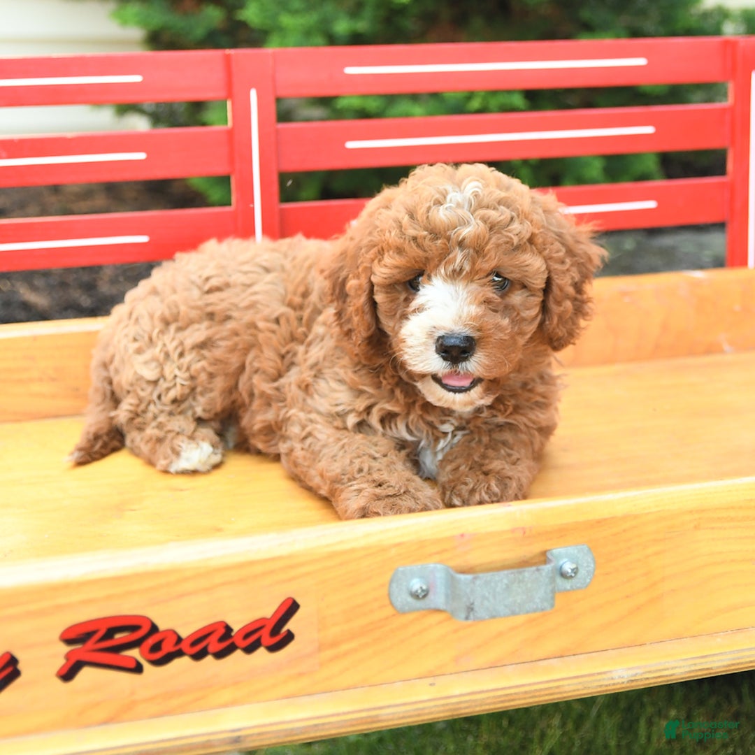Cavapoo dogs for sale: Bubba - Image 3