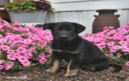 German Shepherd dogs for sale: Jazzy - Image 4