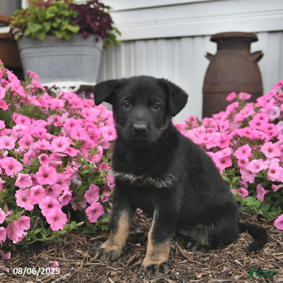German Shepherd dogs for sale: Jazzy - Image 4