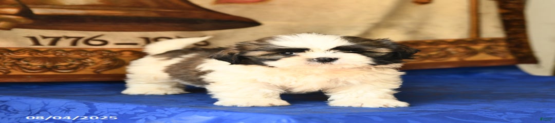 Baxter