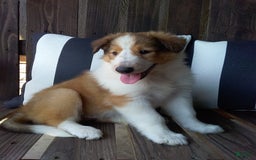 Collie dogs for sale: Dolly - Image 7