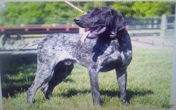 German Shorthaired Pointer dogs for sale: Rocky - Image 6