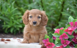 Miniature Dachshund dogs for sale: Twyla - Image 4