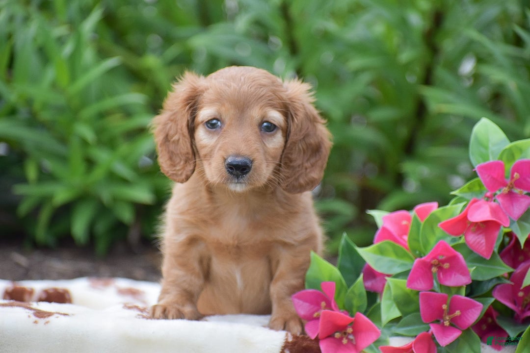 Miniature Dachshund dogs for sale: Twyla - Image 4