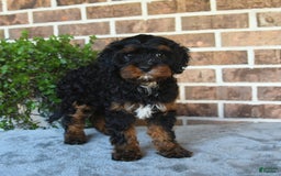 Cavapoo dogs for sale: Tessa - Image 3