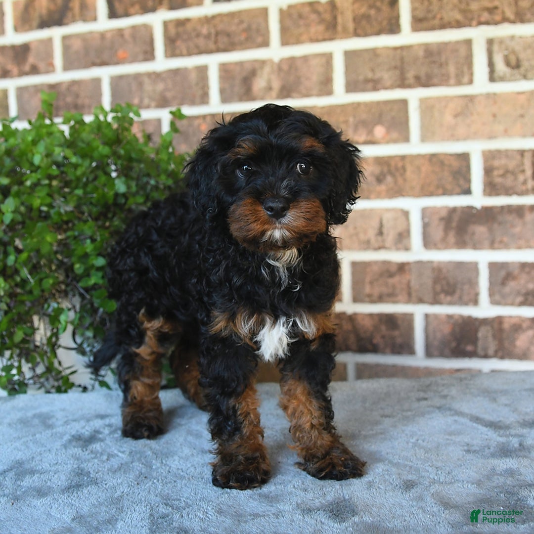 Cavapoo dogs for sale: Tessa - Image 3