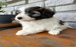 Teddy Bear dogs for sale: Elliott - Image 2