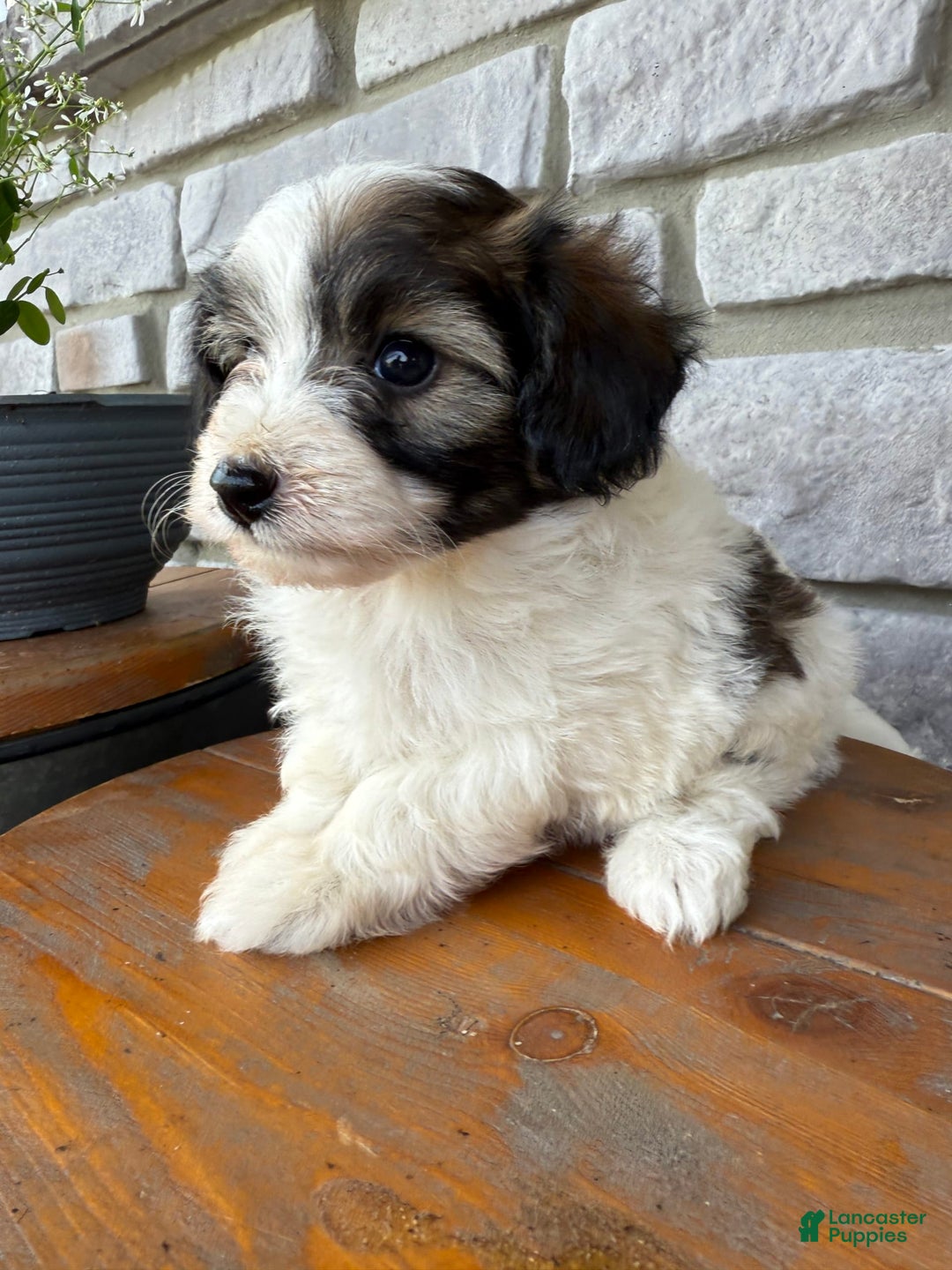 Teddy Bear dogs for sale: Elliott - Image 2