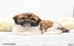 Shih Tzu dogs for sale: Jolene - Image 1