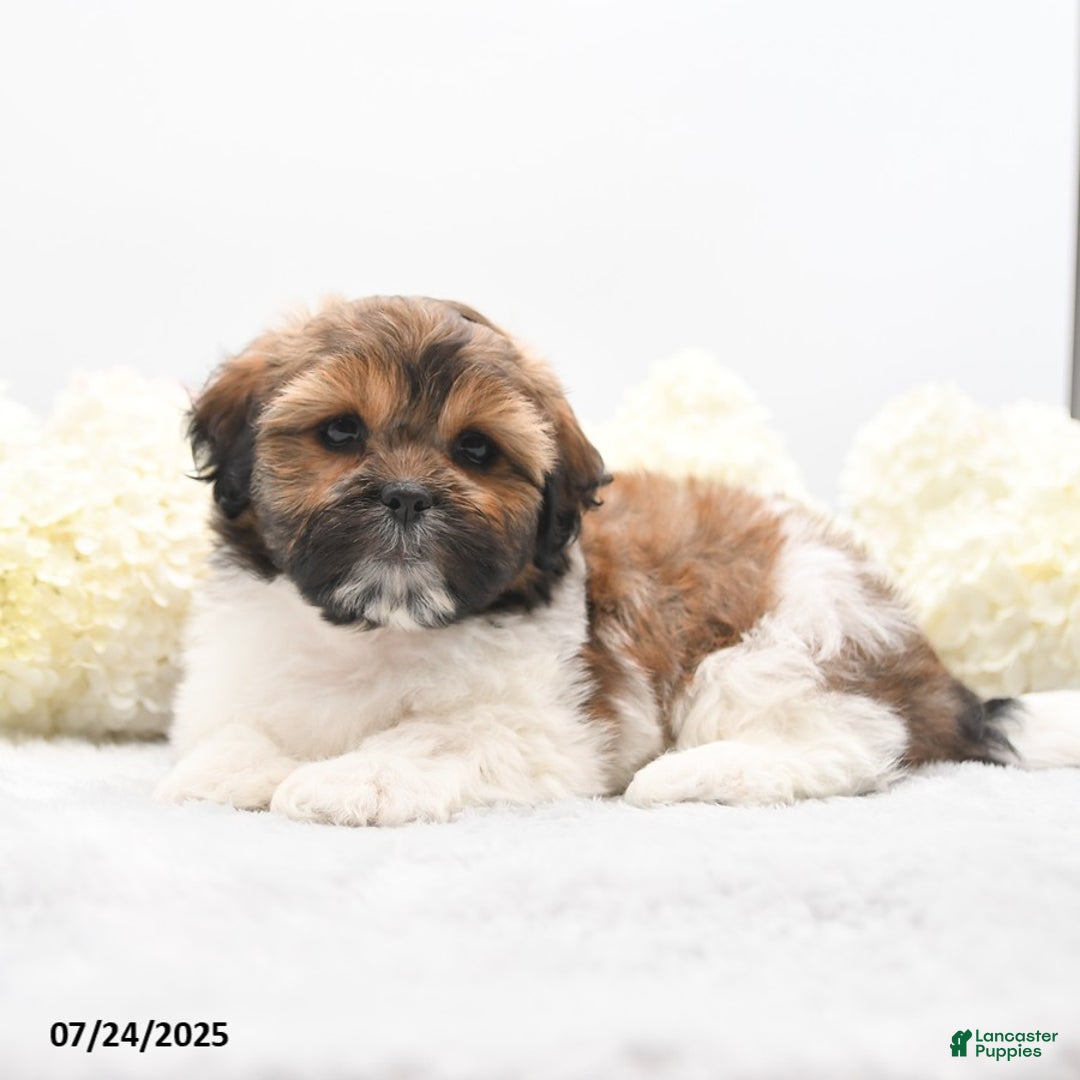 Shih Tzu dogs for sale: Jolene - Image 1