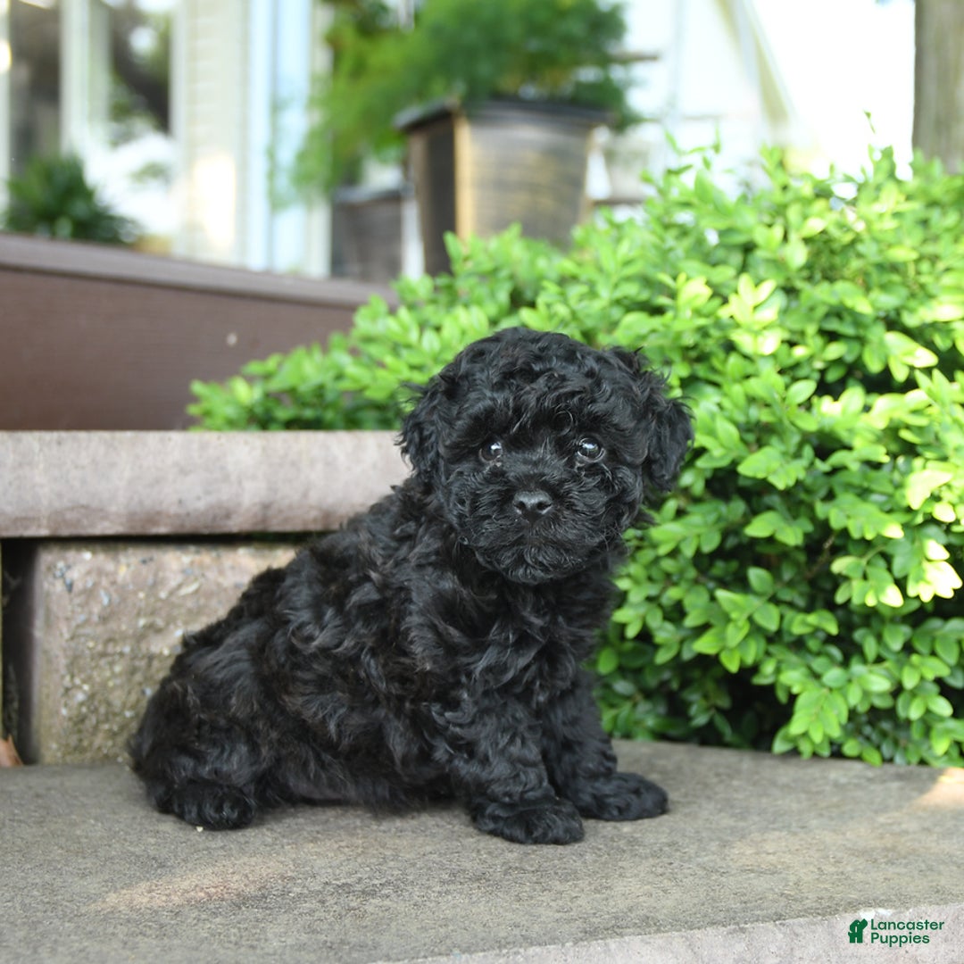 Toy Poodle dogs for sale: George - Image 3