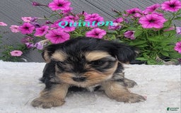 Morkie dogs for sale: Quinton - Image 6