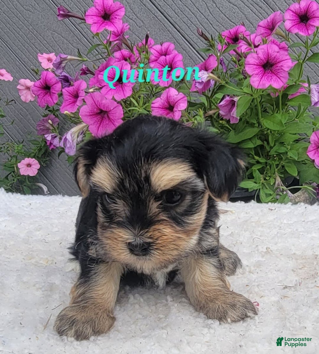 Morkie dogs for sale: Quinton - Image 6