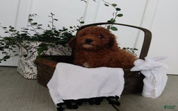 Miniature Poodle dogs for sale: Trigger - Image 1