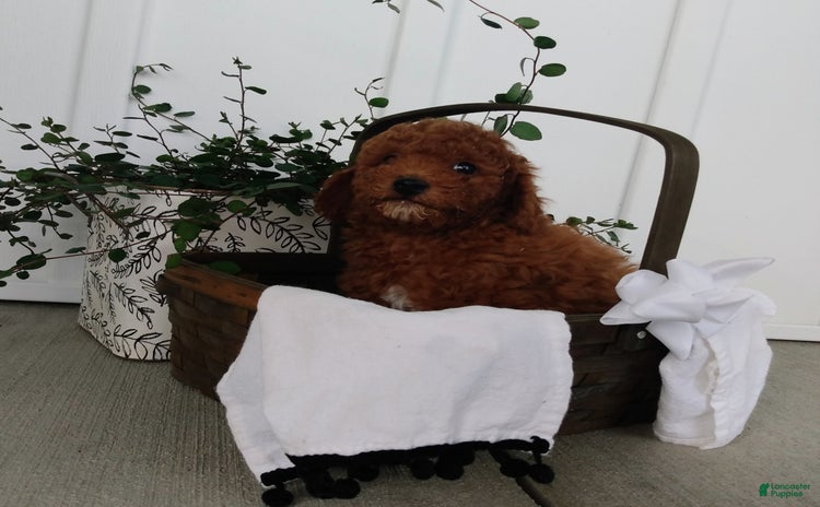 Miniature Poodle dogs for sale - Ad 5
