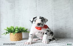 Great Dane dogs for sale: Quinn - Image 5