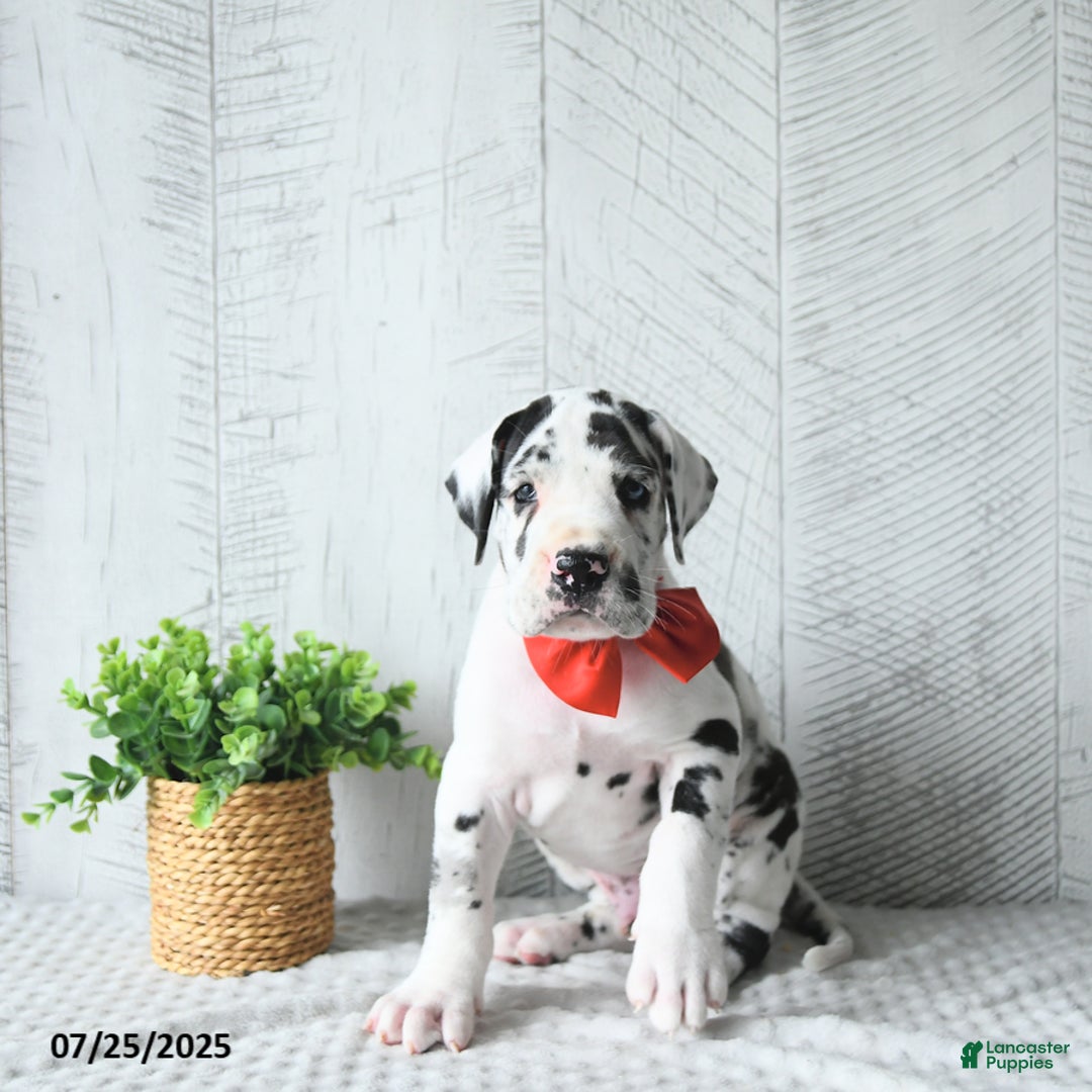 Great Dane dogs for sale: Quinn - Image 5