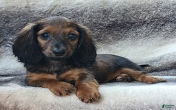 Miniature Dachshund dogs for sale: Tanner - Image 6