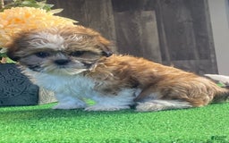 Shih Tzu dogs for sale: Sunny - Image 4