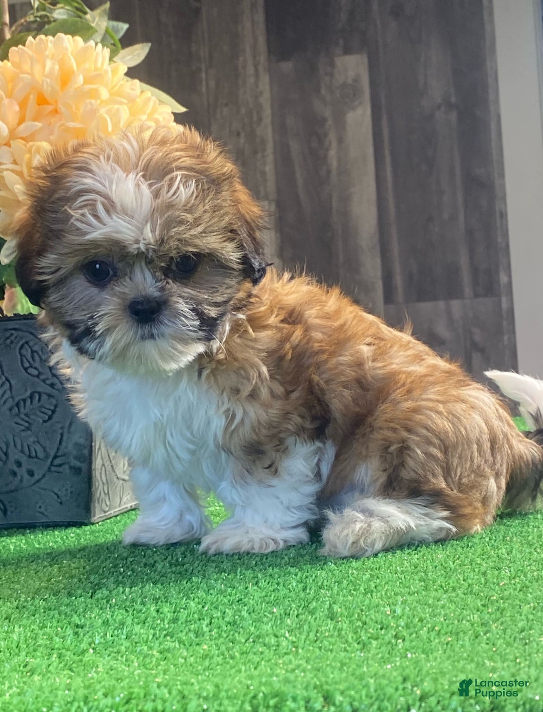 Shih Tzu dogs for sale: Sunny - Image 4