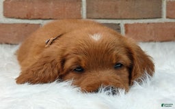 Goldendoodle dogs for sale: Ranger - Image 9