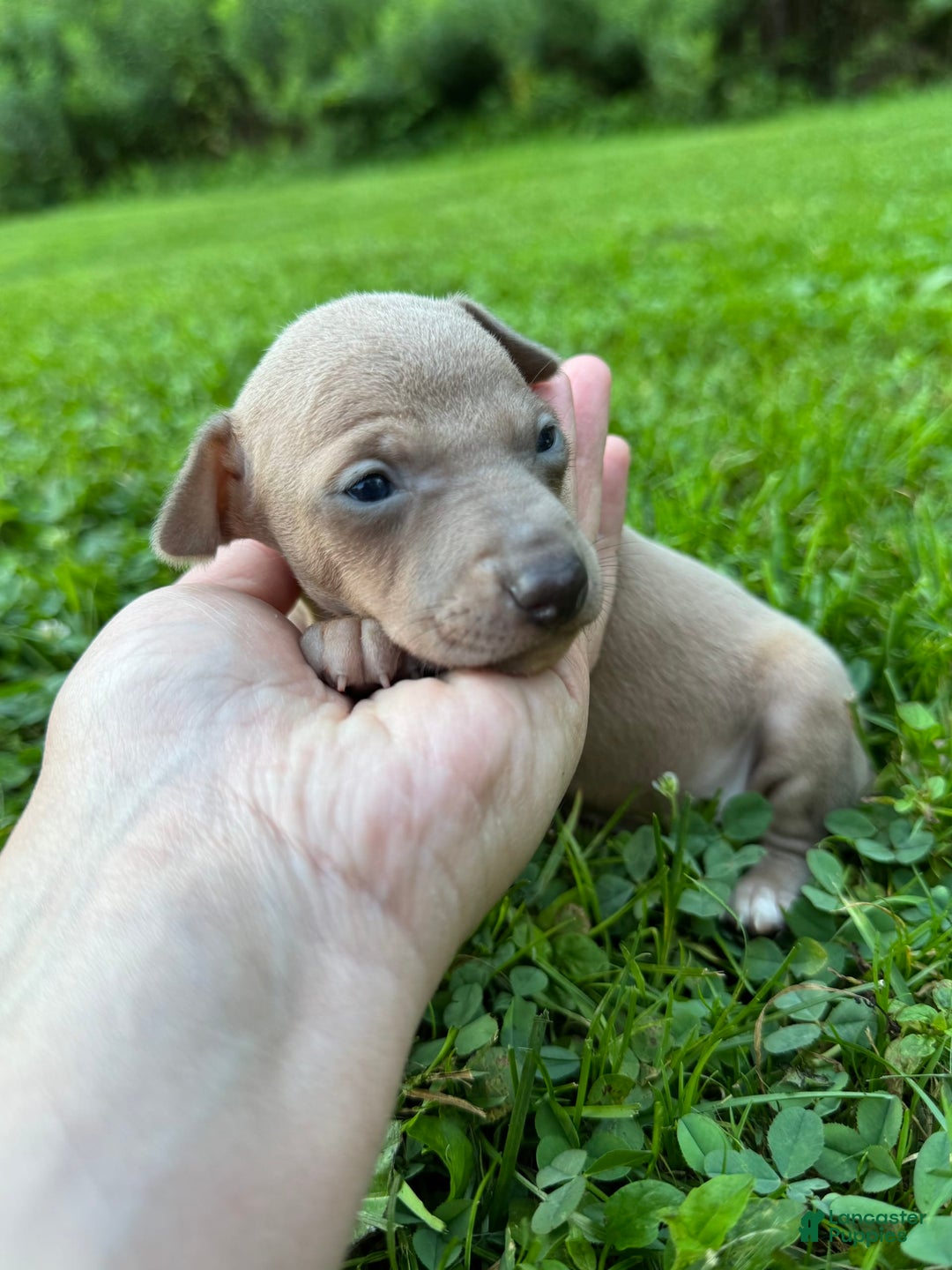 Italian Greyhound dogs for sale: Toby - Image 2