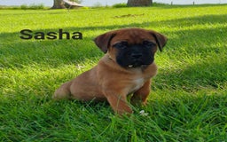 Bullmastiff dogs for sale: Sasha - Image 1