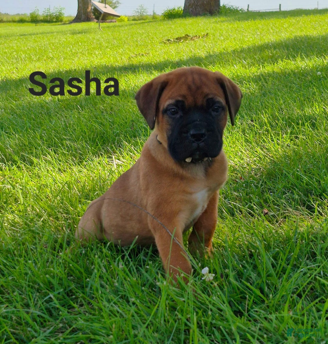 Bullmastiff dogs for sale: Sasha - Image 1