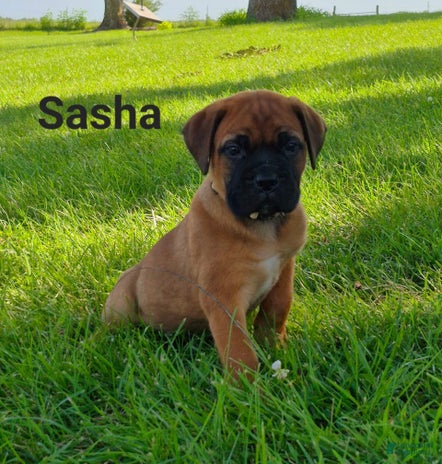 Bullmastiff dogs for sale - Ad 5