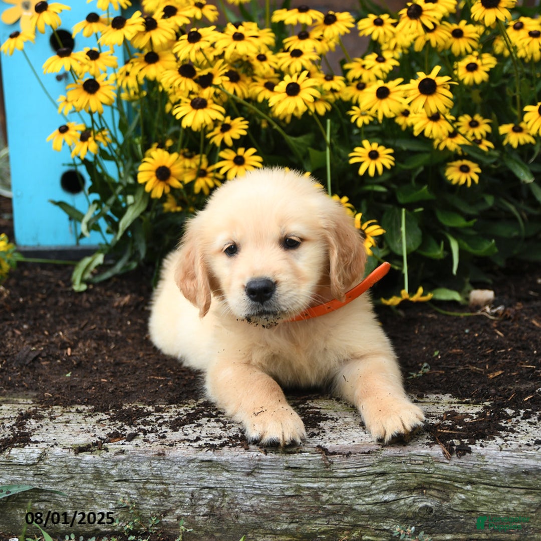 Golden Retriever dogs for sale: Faith - Image 1
