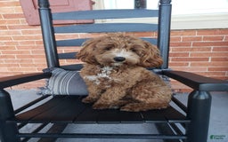 Cockapoo dogs for sale: Remi - Image 11