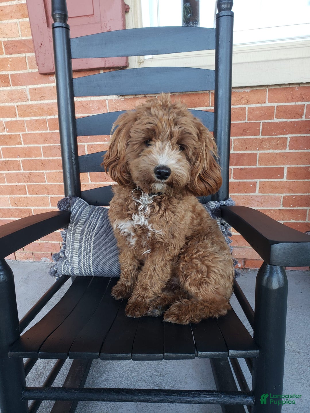 Cockapoo dogs for sale: Remi - Image 11