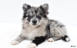 Pomeranian dogs for sale: Dolly - Image 9