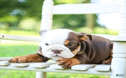 English Bulldog dogs for sale: Bridget - Image 4