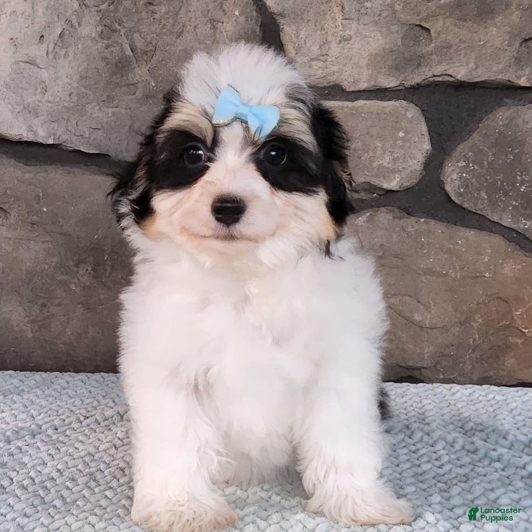 Havanese dogs for sale: Danny - Image 9