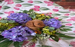 Miniature Dachshund dogs for sale: Gabby Long Haired - Image 3