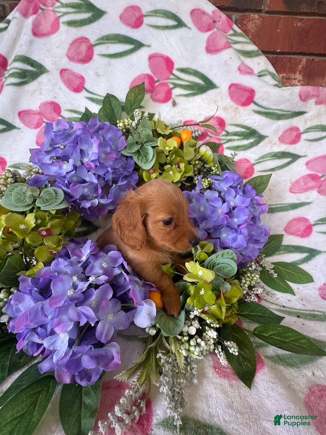 Miniature Dachshund dogs for sale: Gabby Long Haired - Image 3